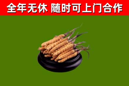沁水回收散虫草